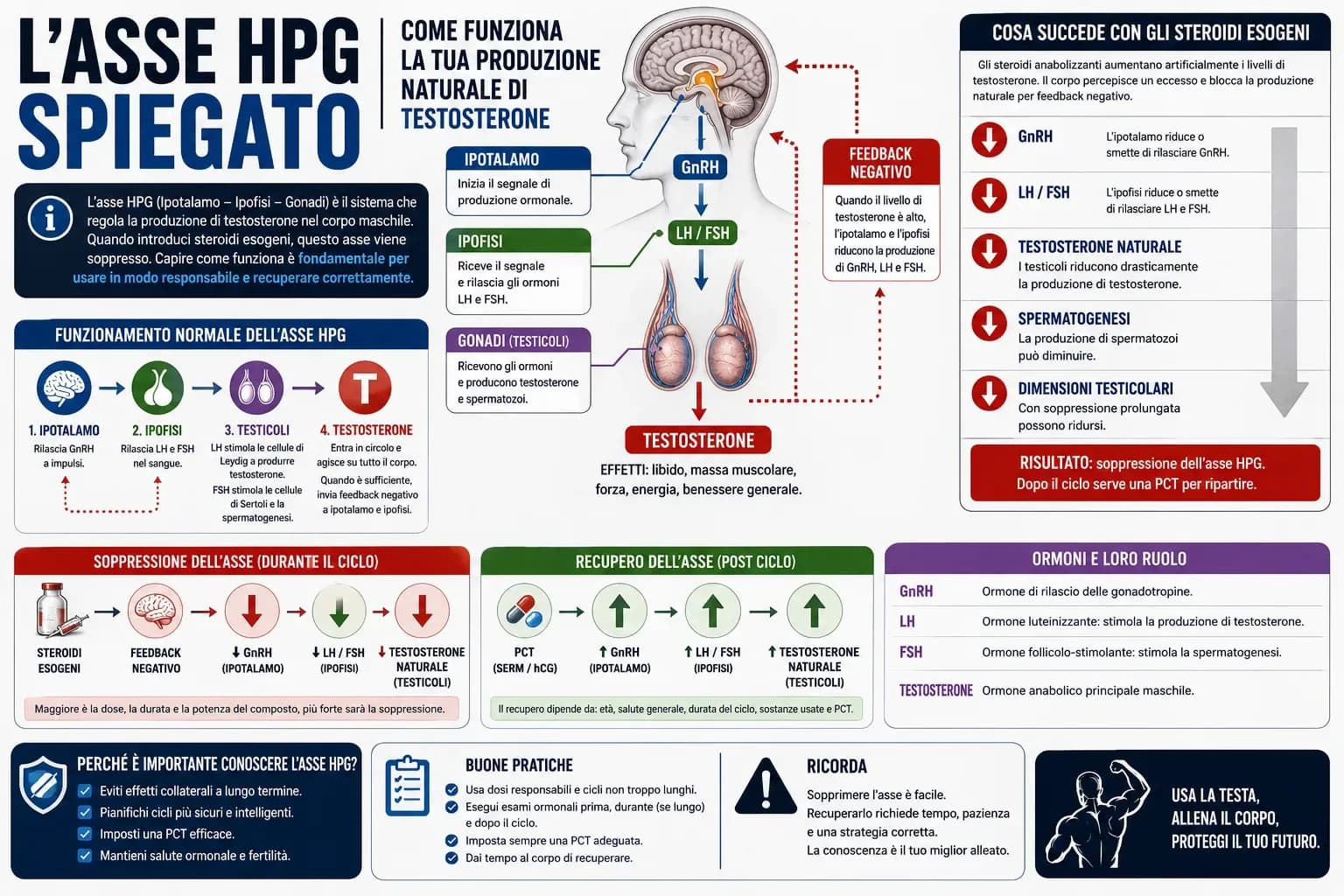 Diagramma dell'asse HPG con flusso GnRH-LH-FSH-Testosterone, feedback negativo, punto di soppressione da AAS esogeno e interventi PCT con SERM e hCG