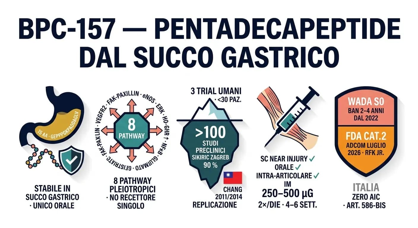 BPC-157: il peptide per il recupero di tendini e muscoli