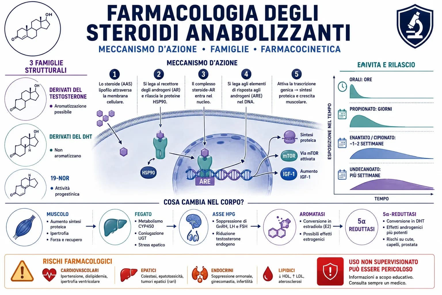 Infografica sulla farmacologia degli steroidi anabolizzanti con meccanismo del recettore androgenico, famiglie strutturali, emivita, metabolismo ed effetti farmacologici