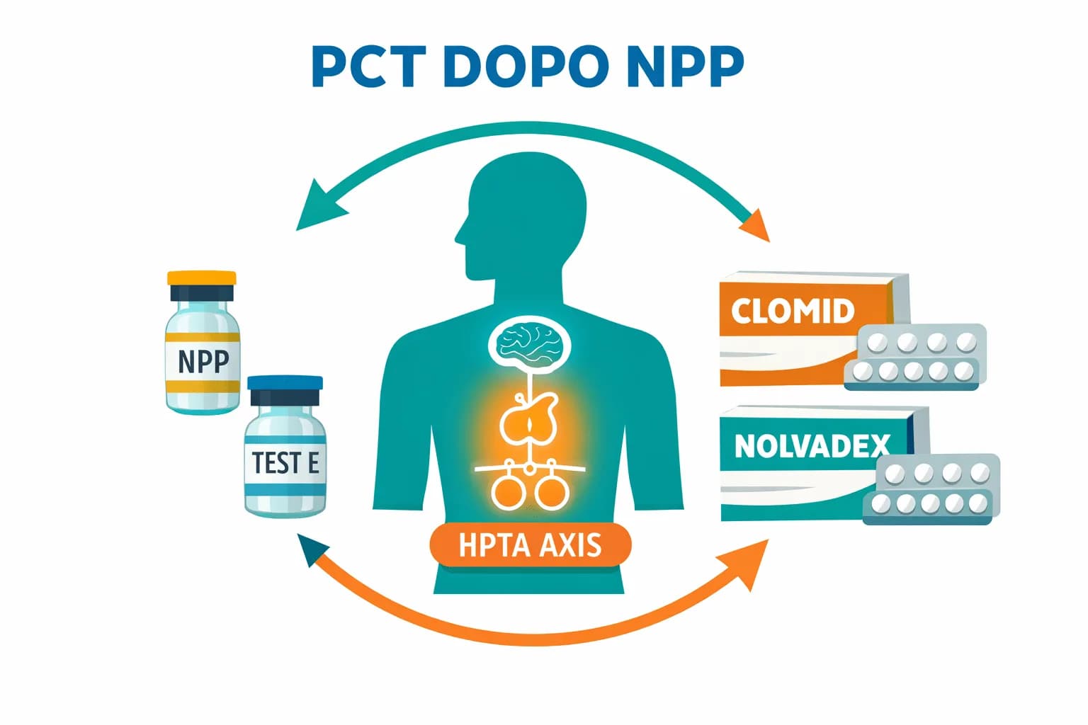 NPP PCT: Quando Usare i SERMs ed Evitare il Collasso Post-Ciclo