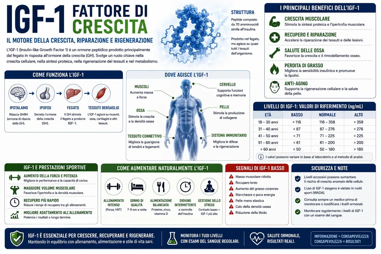 Diagramma del doppio pathway dell'IGF-1: cascata GH-fegato-IGF-1R con biforcazione in PI3K/AKT/mTOR per ipertrofia e RAS/MAPK per iperplasia muscolare unica