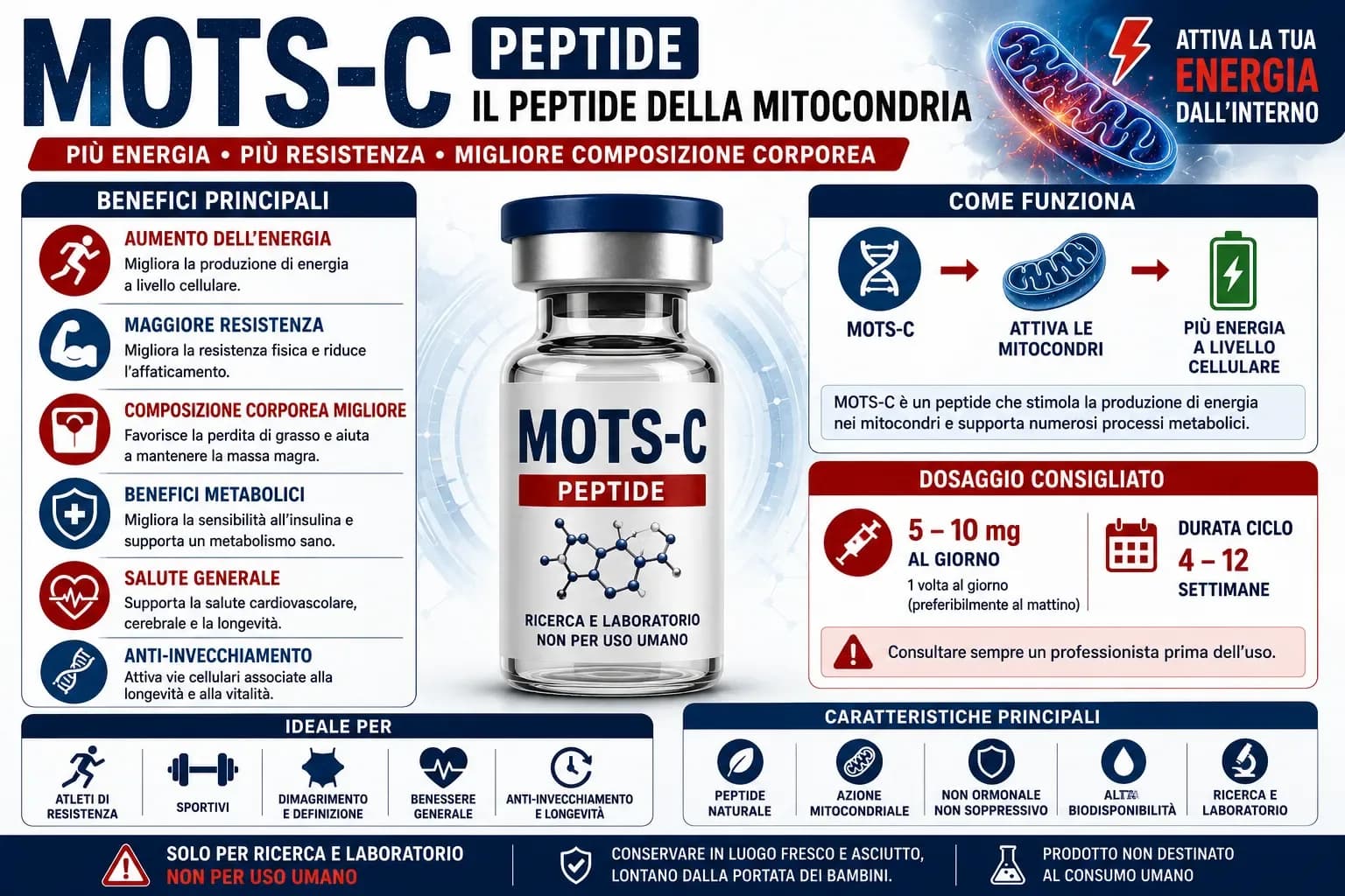 Diagramma del meccanismo d'azione del MOTS-c dal rilascio mitocondriale all'attivazione AMPK con sei effetti metabolici downstream