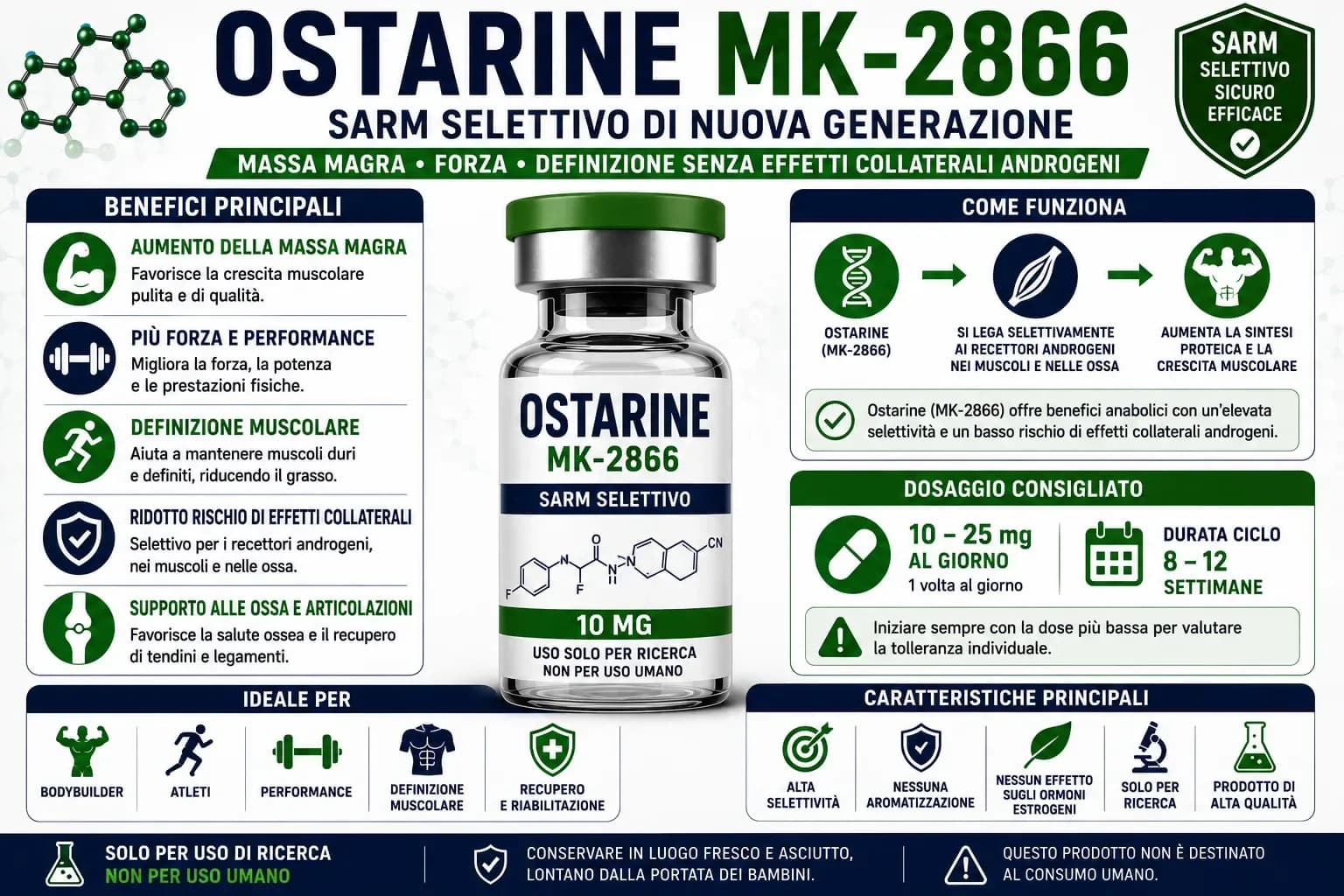 Diagramma della selettività tissutale dell'Ostarine: attivazione AR forte nel muscolo scheletrico con effetto anabolico vs attivazione ridotta nella prostata con effetto androgenico minimo