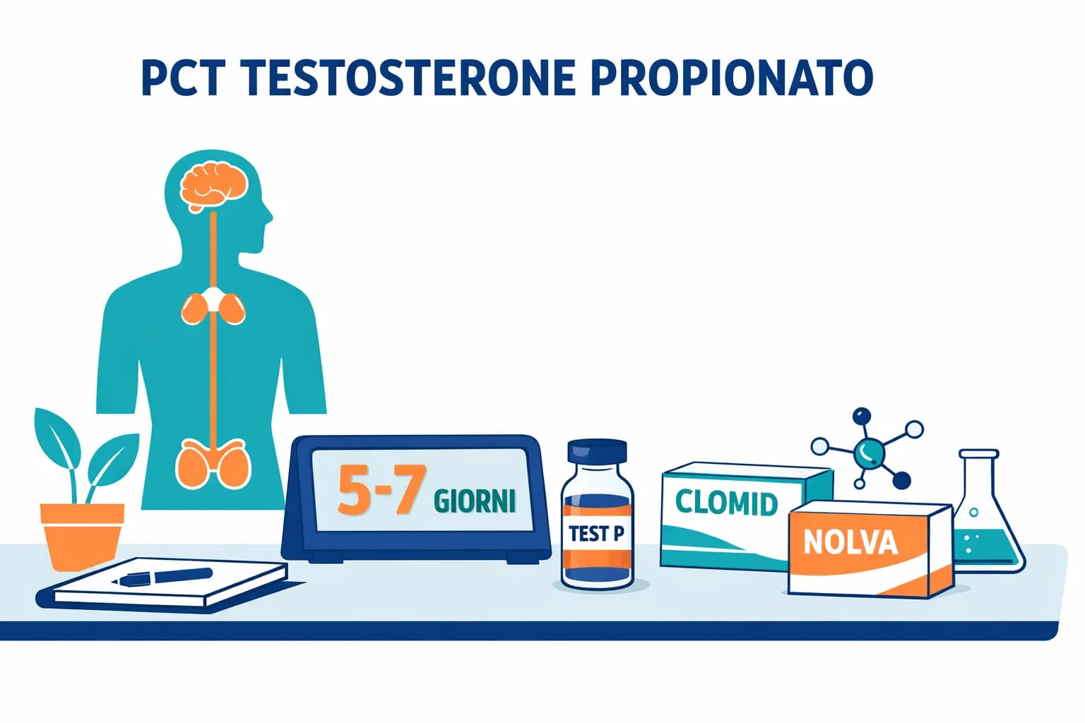 PCT con Testosterone Propionato: Tempistiche e Protocollo Completo di Recupero