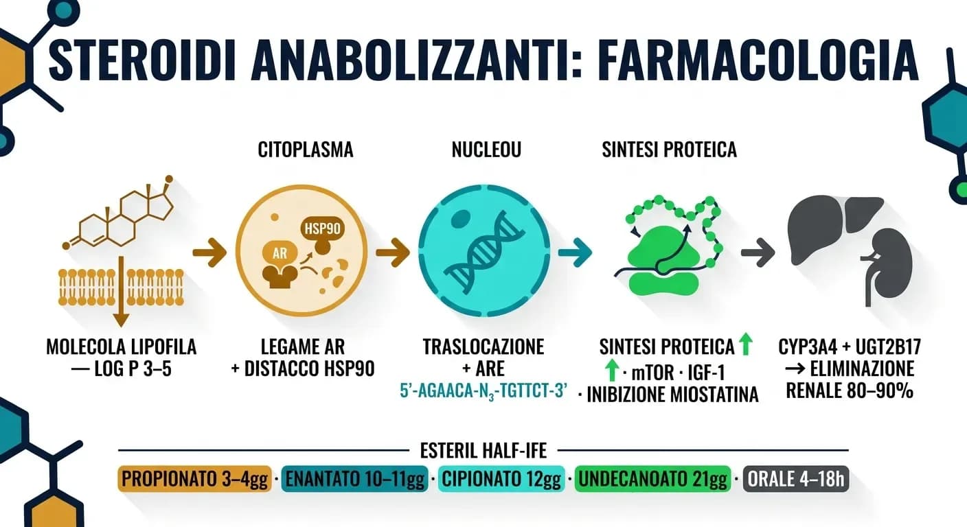 Come funzionano gli steroidi anabolizzanti: meccanismo d'azione e farmacologia