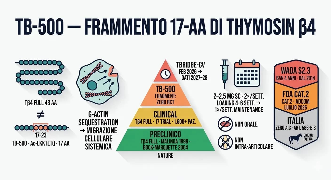 TB-500 (Thymosin Beta-4): recupero e riparazione muscolare
