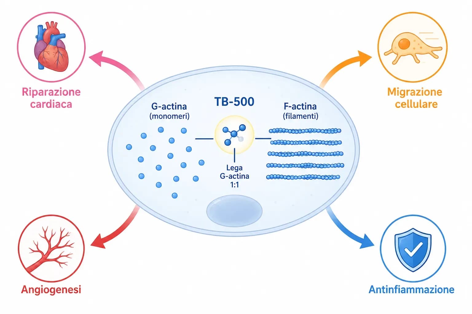 Infografica del meccanismo d'azione del TB-500: legame con la G-actina e quattro vie biologiche — migrazione cellulare, antinfiammazione, angiogenesi e riparazione cardiaca